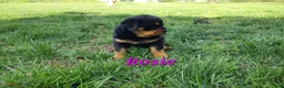 Rottweiler dogs for sale: AKC Rosie RESERVED!  - Ad 3
