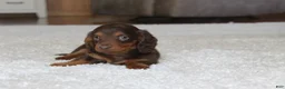 Miniature Dachshund dogs for sale: Olivia - Ad 9