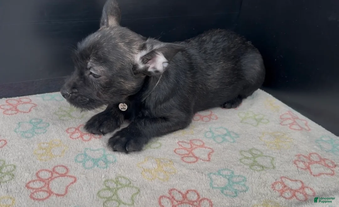 Mixed Breed dogs for sale: Winston - Ad 9