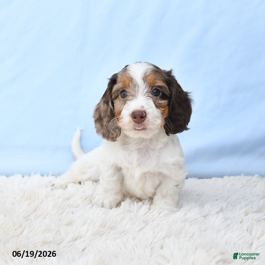 Miniature Dachshund dogs Indy - Ad 2