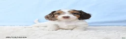 Miniature Dachshund dogs for sale: Indy - Ad 2