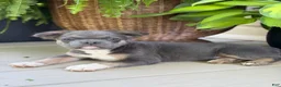 French Bulldog dogs for sale: Peanut - Ad 5