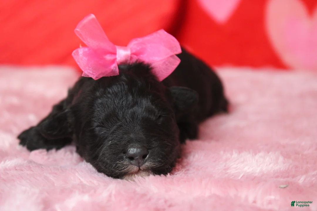 Mixed Breed dogs for sale: Precious - Ad 3