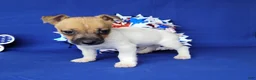 Jack Russell Terrier dogs for sale: Jude purebred JRT - Ad 5