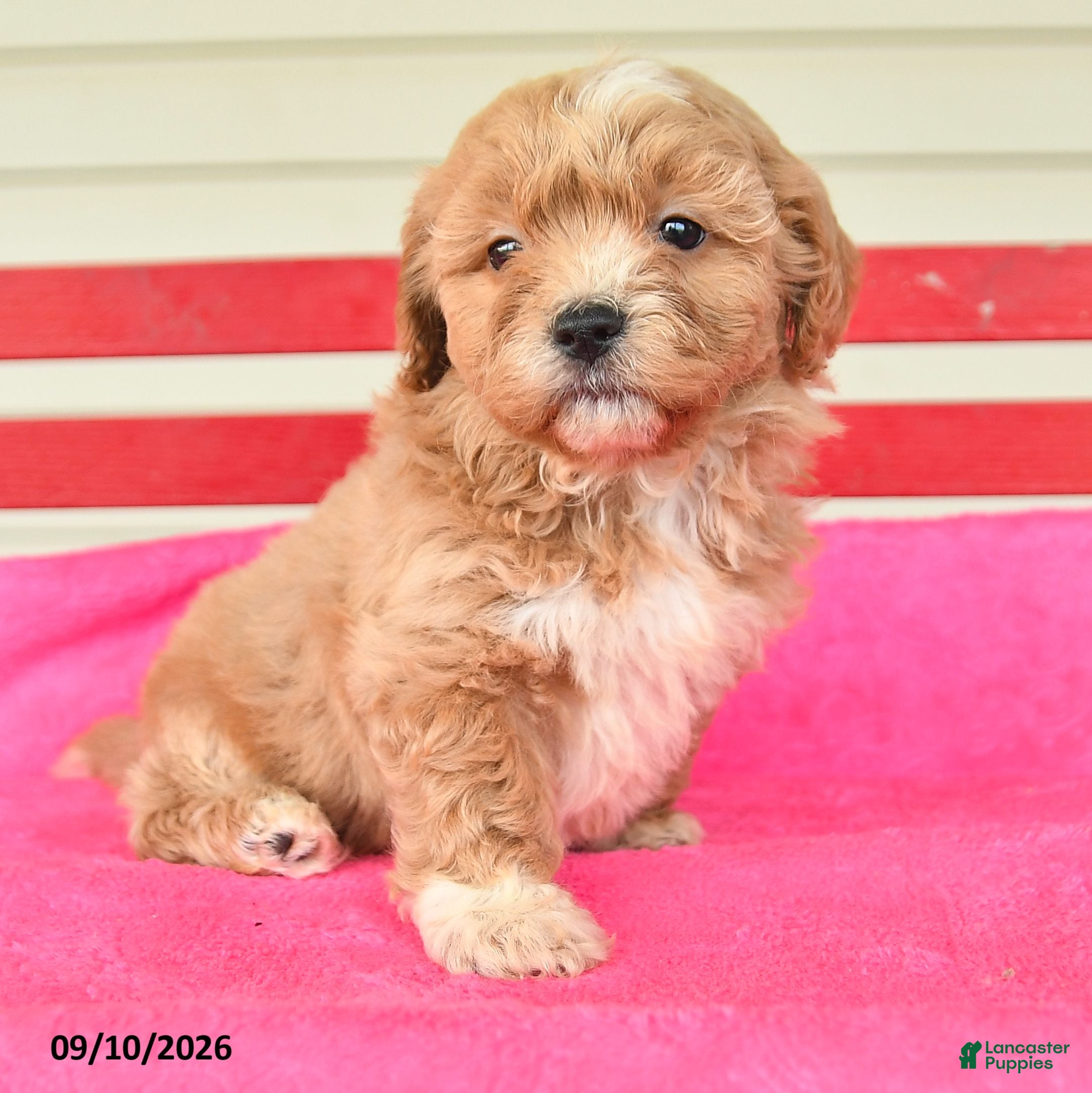 Shihpoo dogs Ruthann - Ad 2