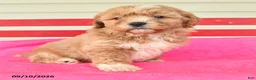 Shihpoo dogs for sale: Ruthann - Ad 2