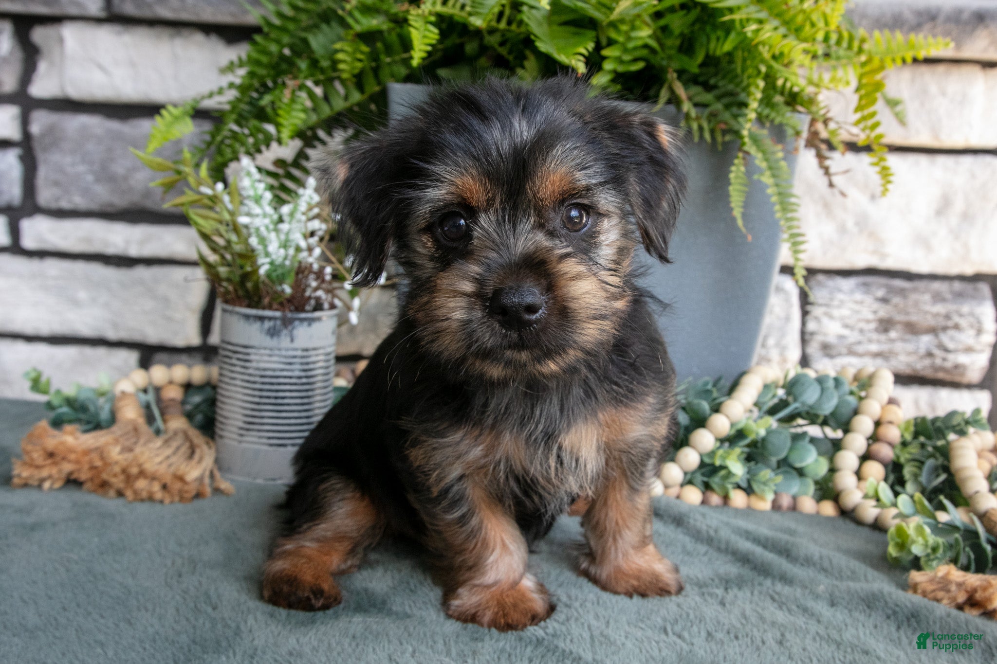 Yorkshire Terrier dogs Carter - Ad 2