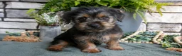 Yorkshire Terrier dogs for sale: Carter - Ad 2
