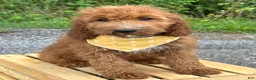 Irish Doodle dogs for sale: Daisy - Ad 12
