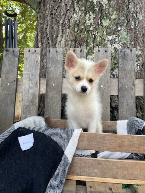 Mixed Breed dogs Luane - Ad 2