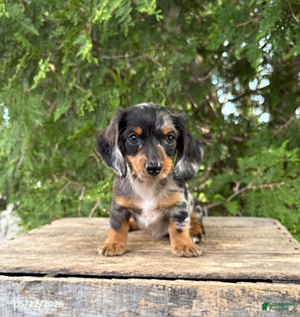 Dachshund dogs Ace - Ad 2