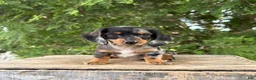 Dachshund dogs for sale: Ace - Ad 2