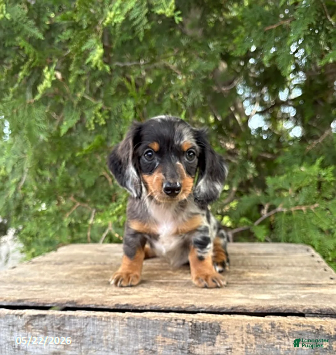 Dachshund dogs for sale: Ace - Ad 2