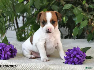 Jack Russell Terrier dogs for sale: Skyla - Ad 1