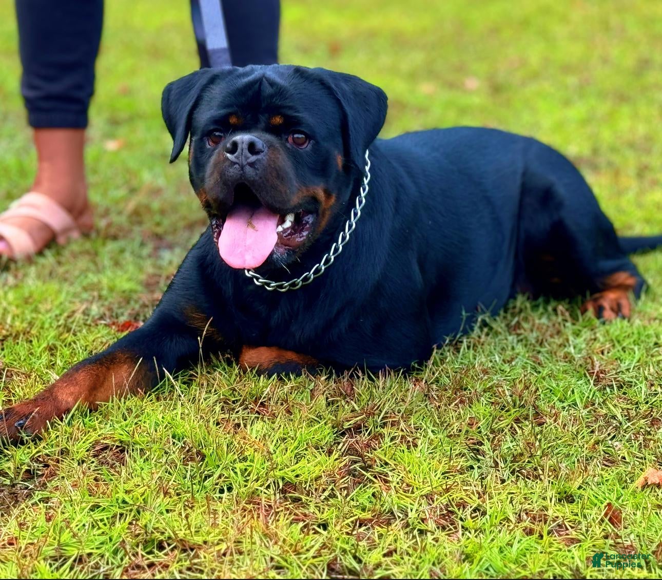 Rottweiler dogs for sale: Rottweiler Puppy 1 - Ad 5