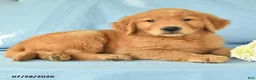 Golden Retriever dogs for sale: Marcus - Ad 3