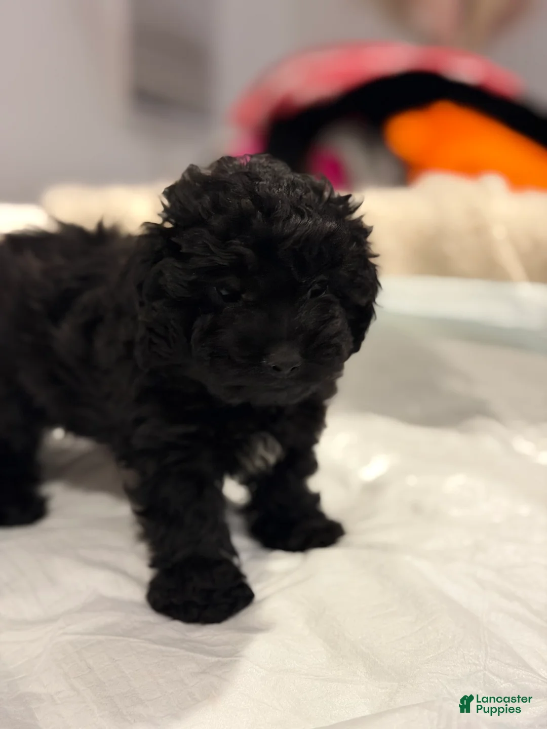Shihpoo dogs for sale: Button  - Ad 3