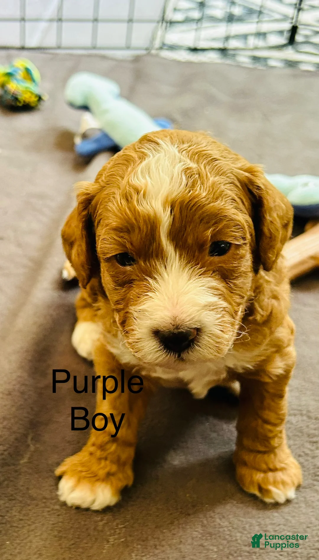 Mini Goldendoodle dogs for sale: Mini Goldendoodle Dior - Ad 1