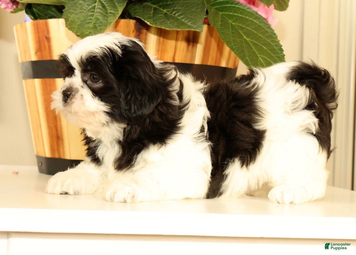 Malshi dogs for sale: Max - Ad 2