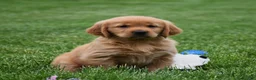 Golden Retriever dogs for sale: Marloe - Ad 1