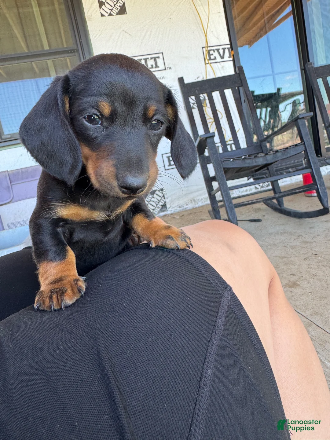 Miniature Dachshund dogs for sale: Miniature Dachshund 3 - Ad 2