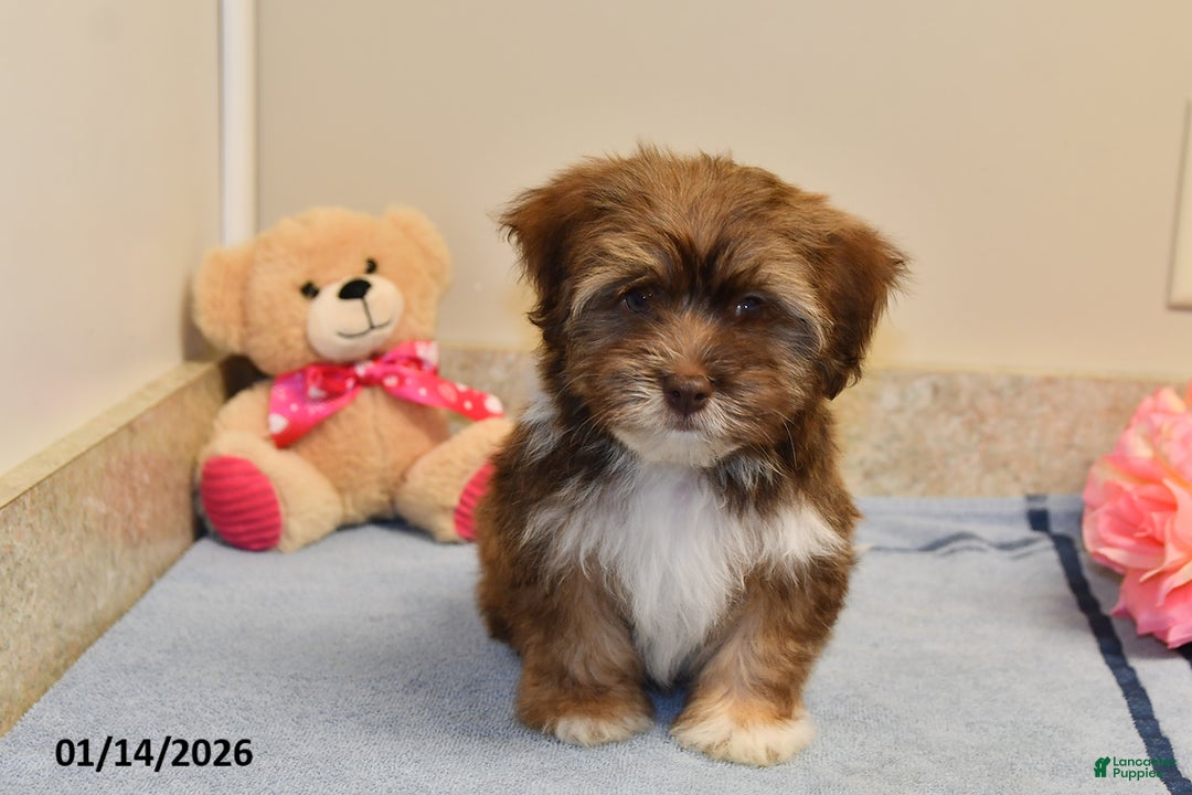 Havanese dogs for sale: Buddy - Ad 4