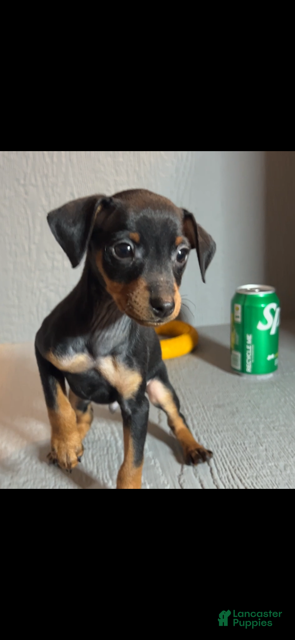 Miniature Pinscher dogs Winston - Ad 18