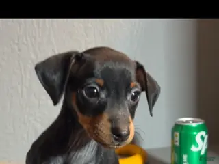 Miniature Pinscher dogs Winston - Ad 8