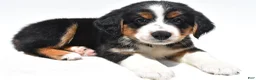 Australian Shepherd dogs for sale: Muffy - Ad 6