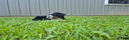 Bernedoodle dogs for sale: Duke  - Ad 3