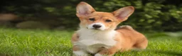 Welsh Corgi Pembroke dogs for sale: Trix Welsh Corgi Pembroke  - Ad 13