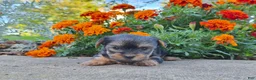 Yorkshire Terrier dogs for sale: Molly - Ad 8
