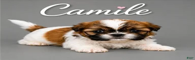 Camile