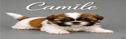 Shih Tzu dogs for sale: Camile - Ad 1