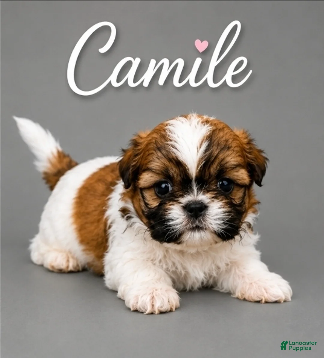 Shih Tzu dogs for sale: Camile - Ad 1