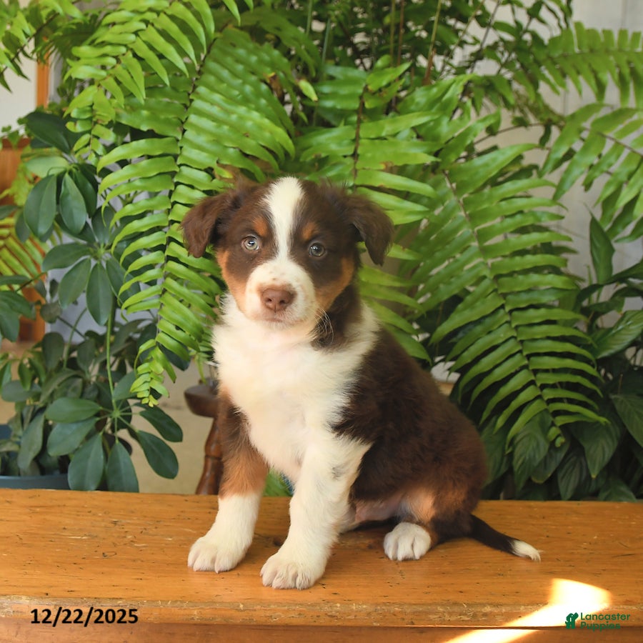 Australian Shepherd dogs Adam - Ad 23