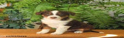 Australian Shepherd dogs for sale: Angus - Ad 2