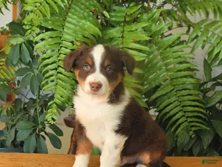 Australian Shepherd dogs Adam - Ad 23