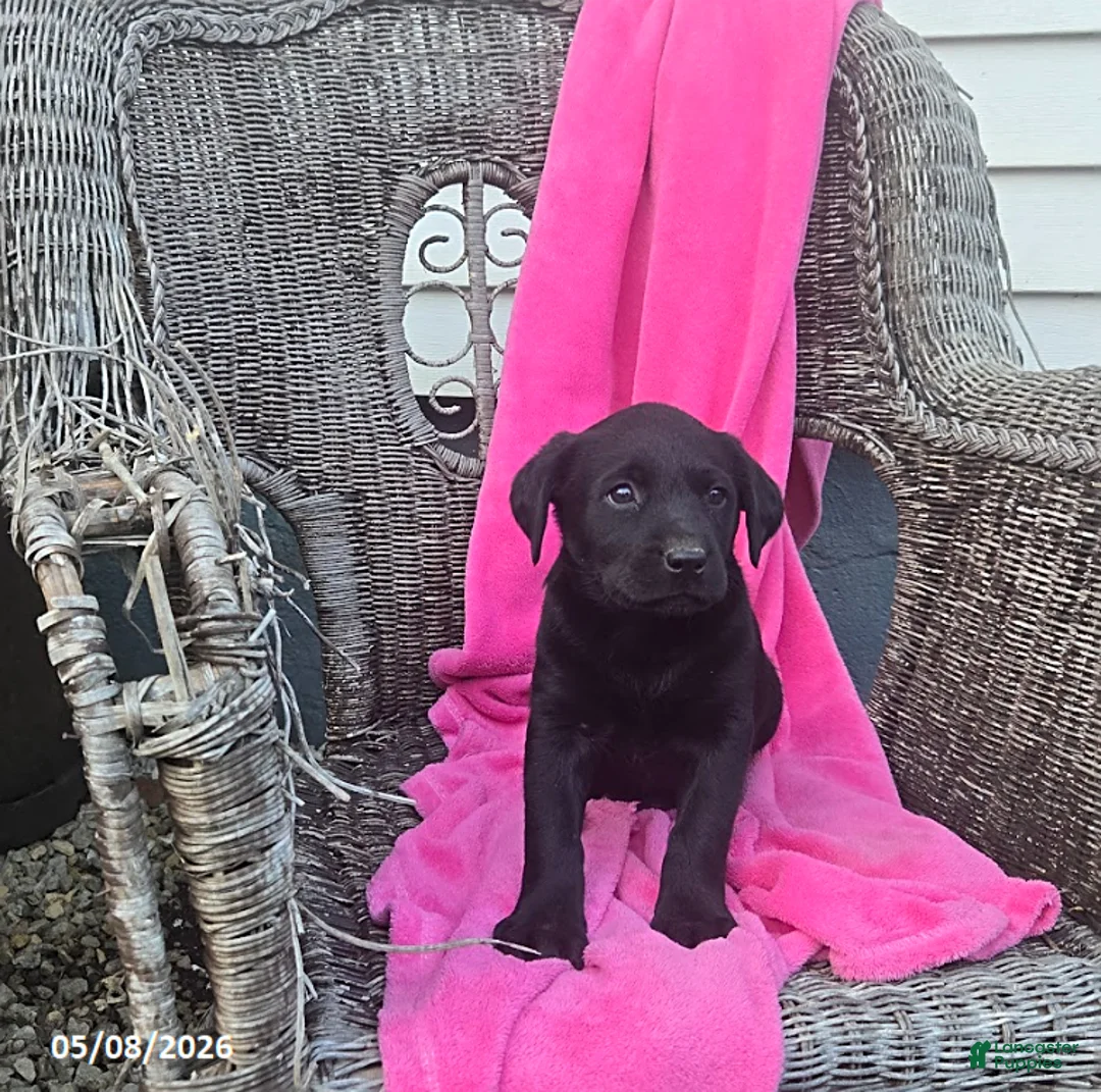 Labrador Retriever dogs for sale: Mandy - Ad 1