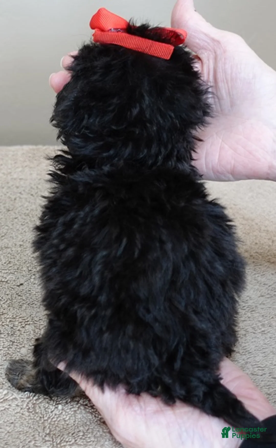 Maltipoo dogs for sale: Zircon - Ad 13