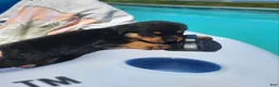 Rottweiler dogs for sale: Ellis - Ad 1