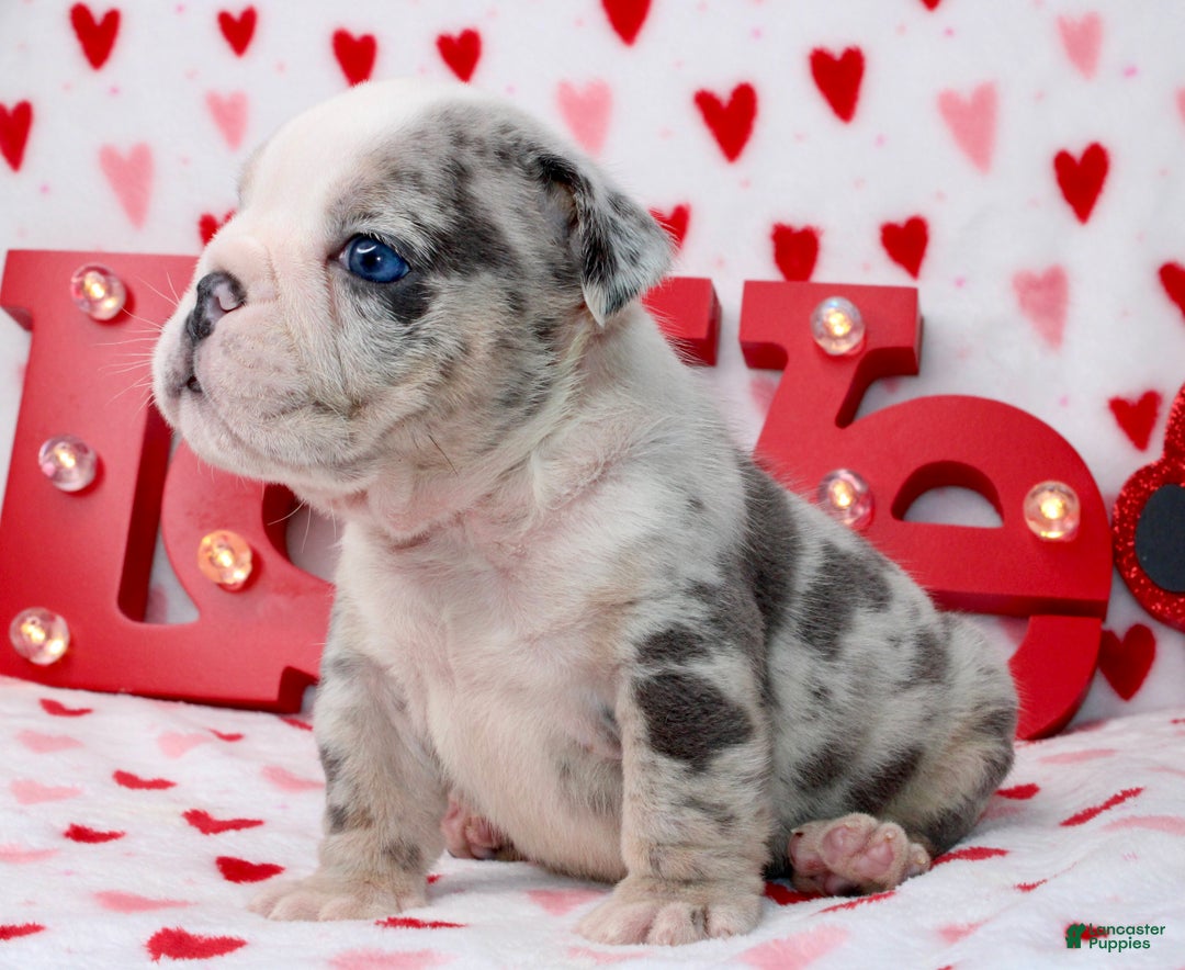 English Bulldog dogs for sale: Blu - Ad 2