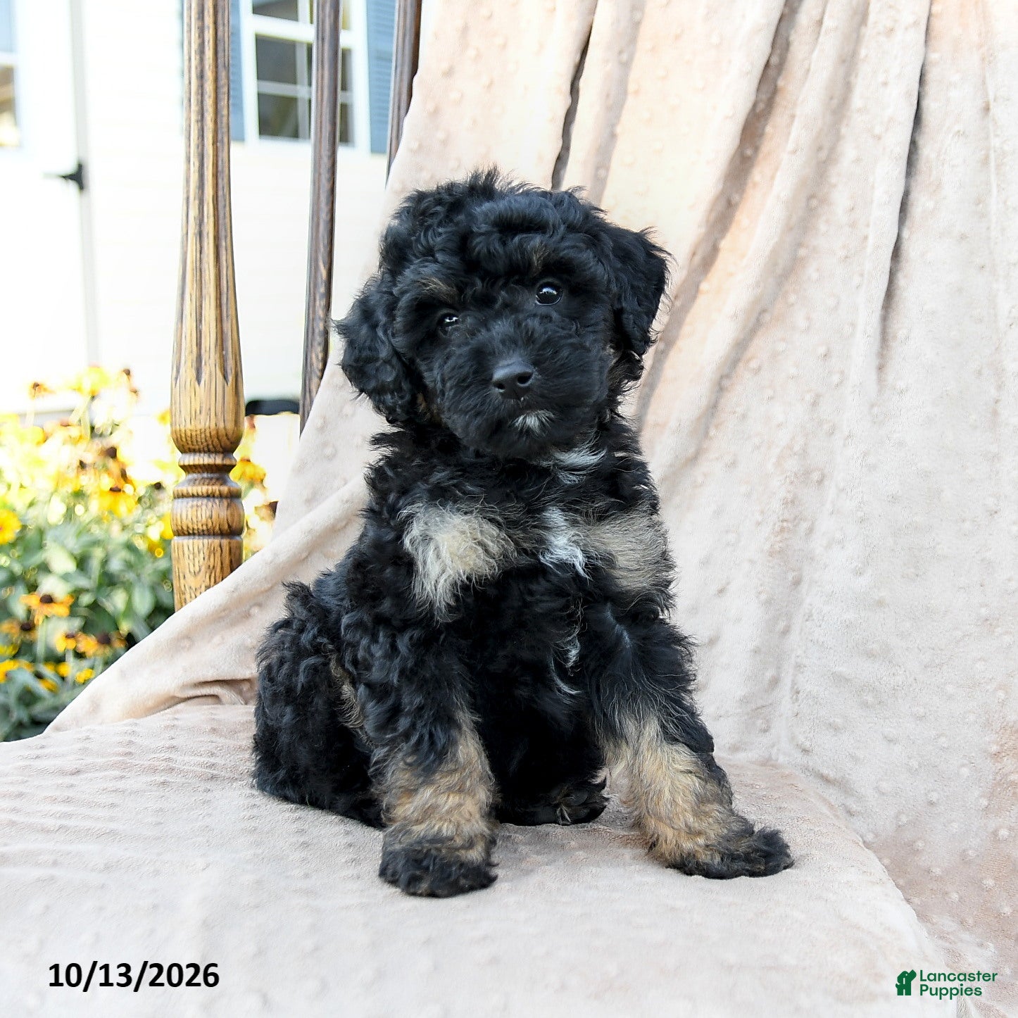 Mini Bernedoodle dogs for sale: Tracker - Ad 1