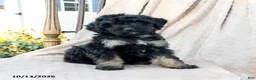 Mini Bernedoodle dogs for sale: Tracker - Ad 3