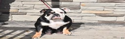English Bulldog dogs for sale: Debbie - Ad 6