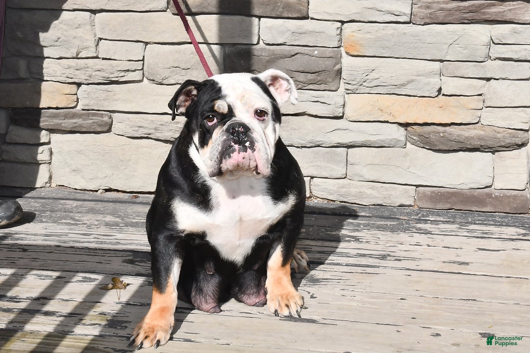 English Bulldog dogs for sale: Debbie - Ad 6