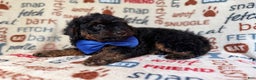 Cockapoo dogs for sale: Pecan - Ad 6