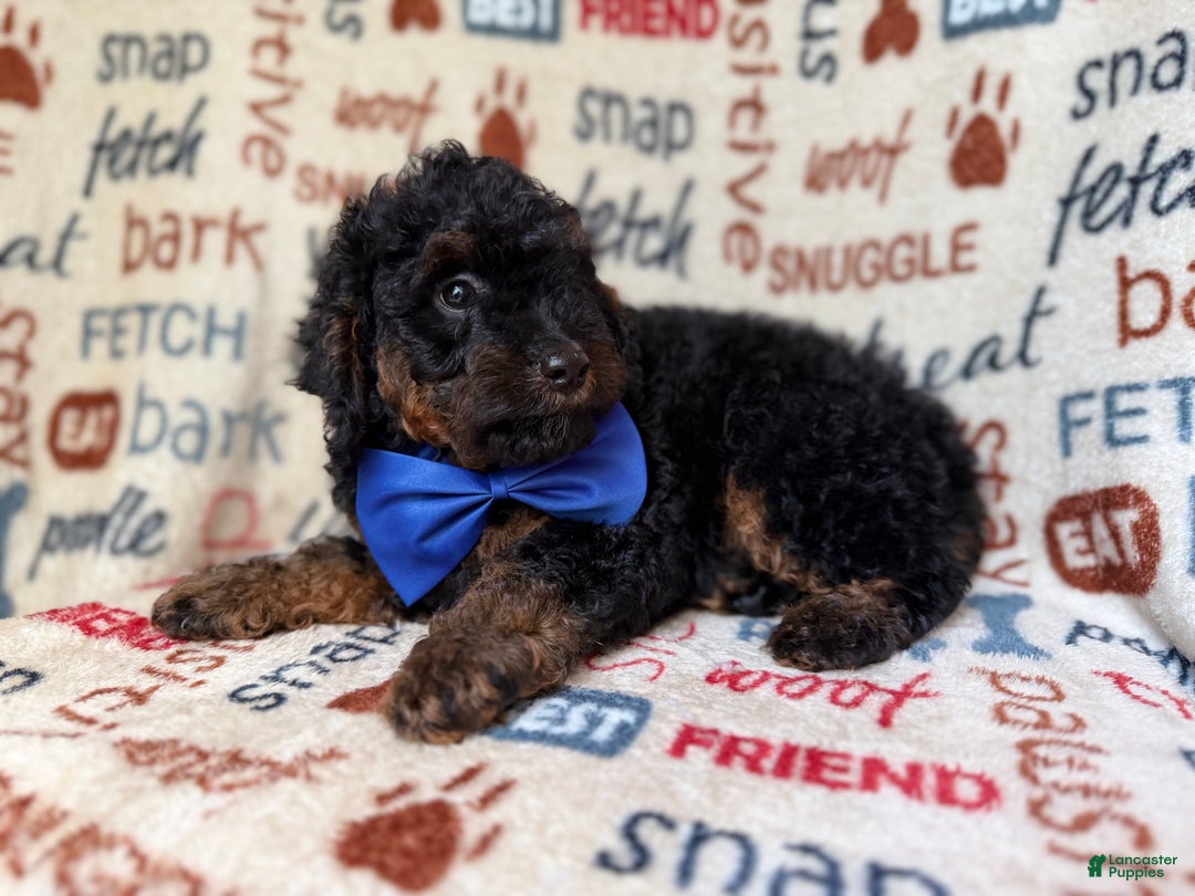 Cockapoo dogs for sale: Pecan - Ad 6