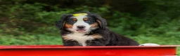 Bernese Mountain Dog dogs for sale: SAMSON - Ad 4