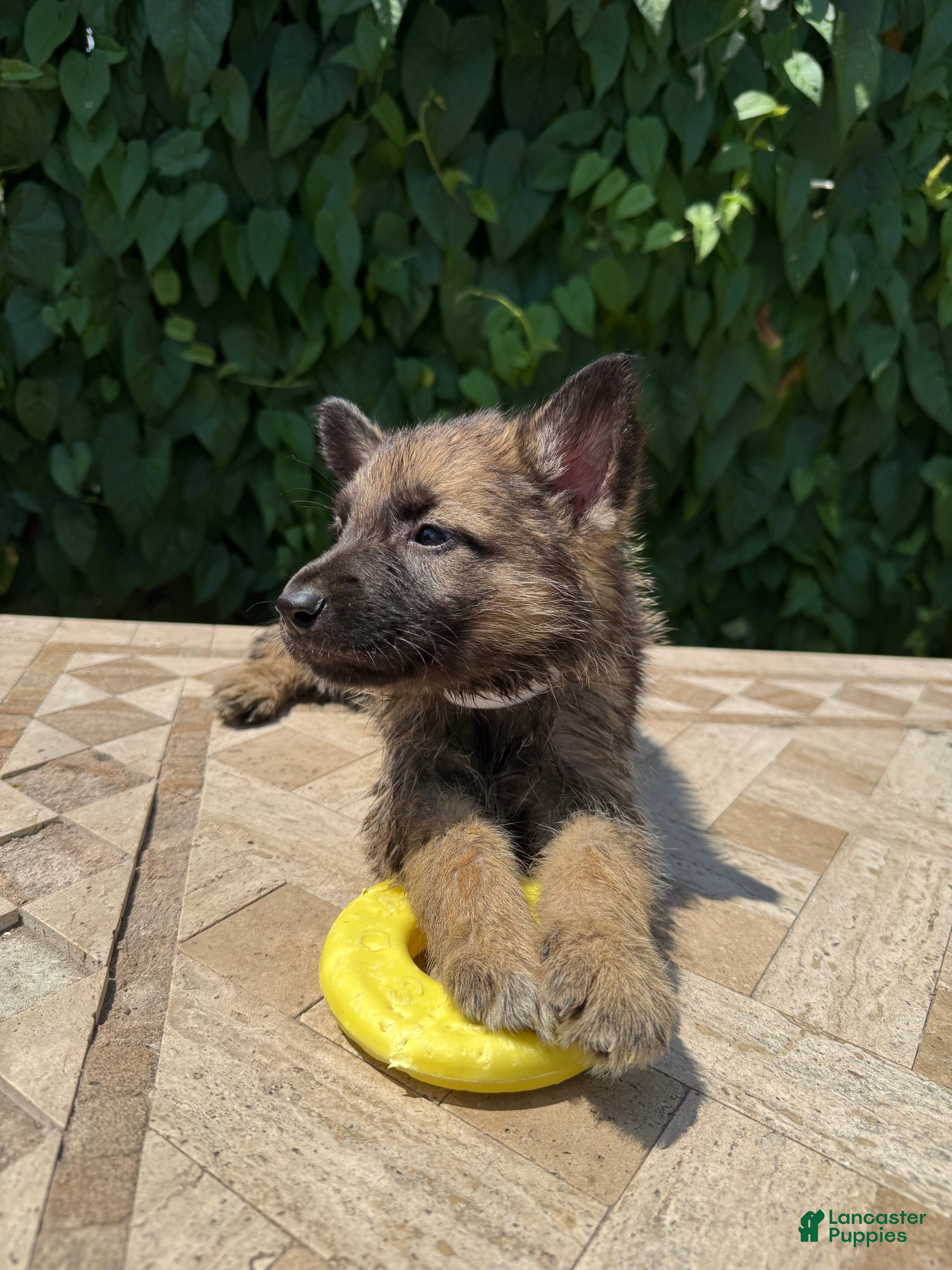 German Shepherd dogs Benji - Ad 39